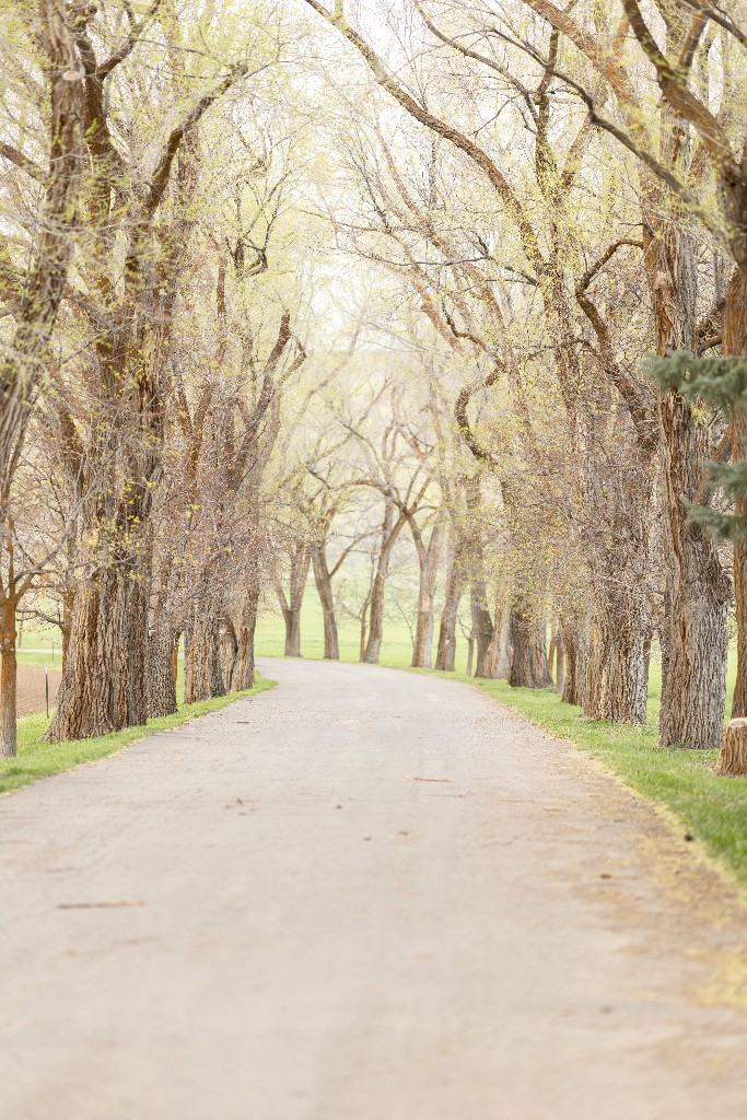 Tree-lined path