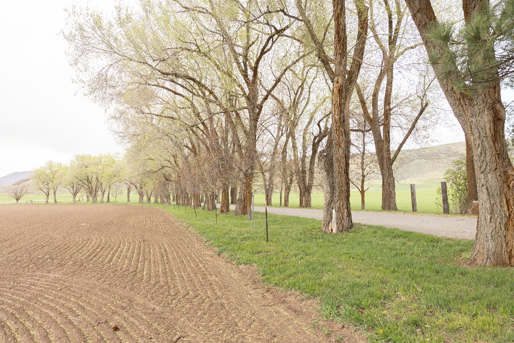 Country road and fields
